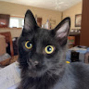 Meet your Posher, Sandy